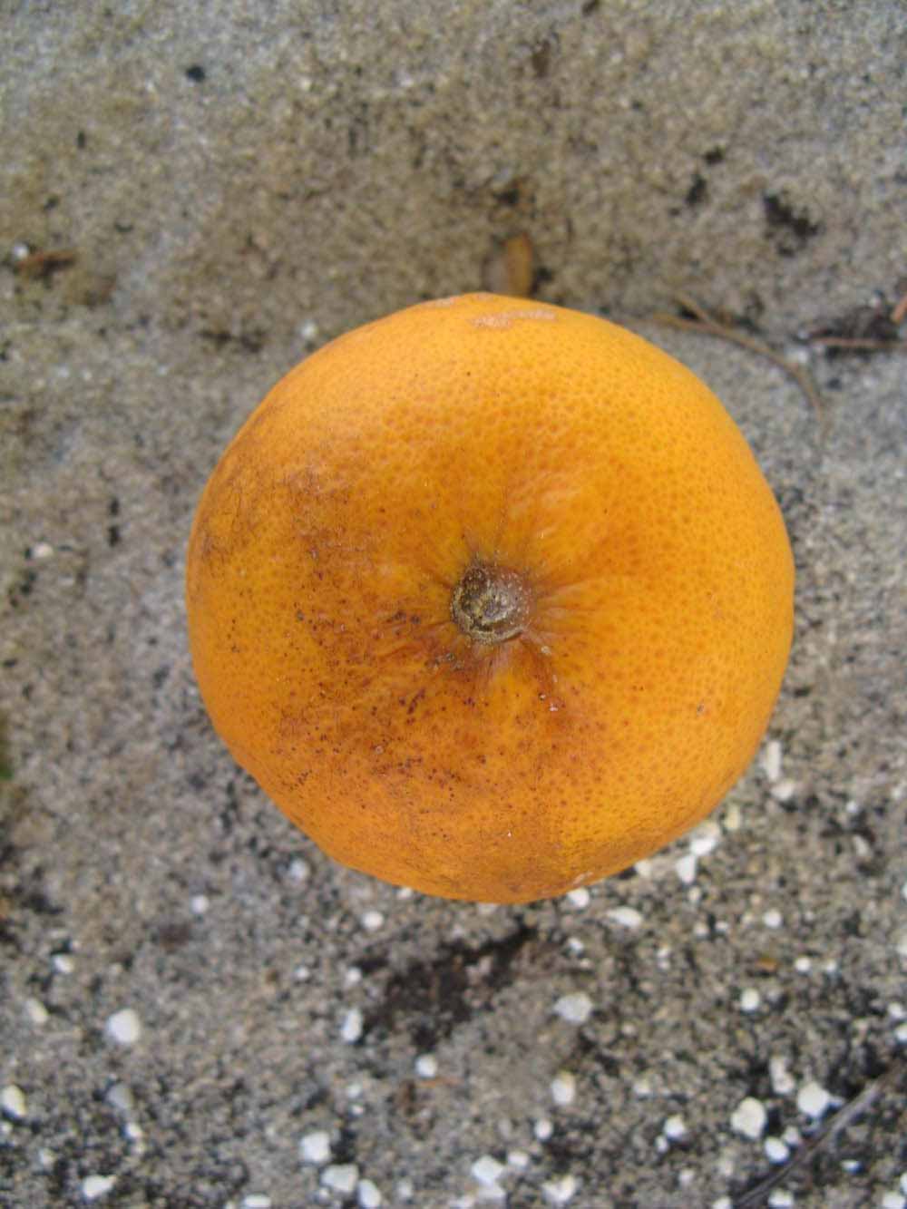              Fruit (Winter Haven, FL)       